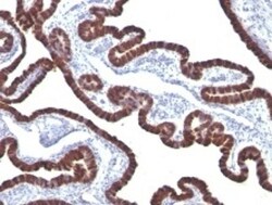 Cytokeratin 7 Antibody (KRT7/760), Novus Biologicals 0.2mg; Unlabeled:Antibodies,